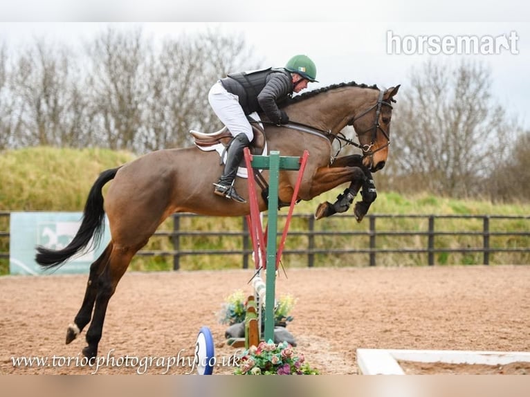 Irish Sport Horse Gelding 12 years 17,1 hh Bay in Castlewellen