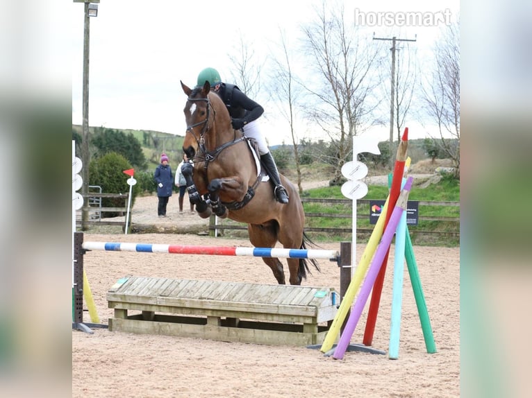 Irish Sport Horse Gelding 12 years 17,1 hh Bay in Castlewellen