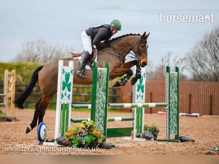 Irish Sport Horse Gelding 12 years 17,1 hh Bay in Castlewellen