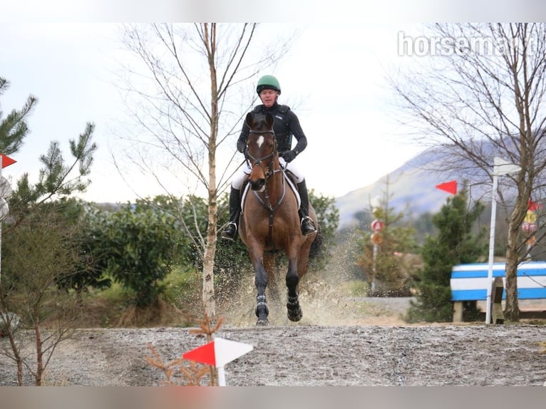 Irish Sport Horse Gelding 12 years 17,1 hh Bay in Castlewellen