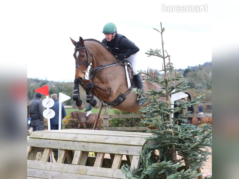 Irish Sport Horse Gelding 12 years 17,1 hh Bay in Castlewellen