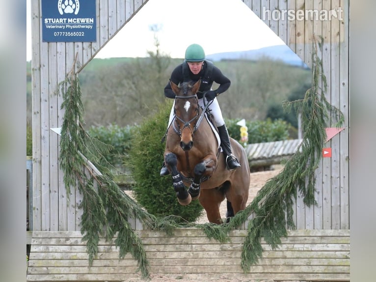 Irish Sport Horse Gelding 12 years 17,1 hh Bay in Castlewellen