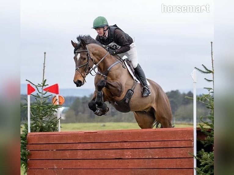 Irish Sport Horse Gelding 12 years 17,1 hh Bay in Castlewellen