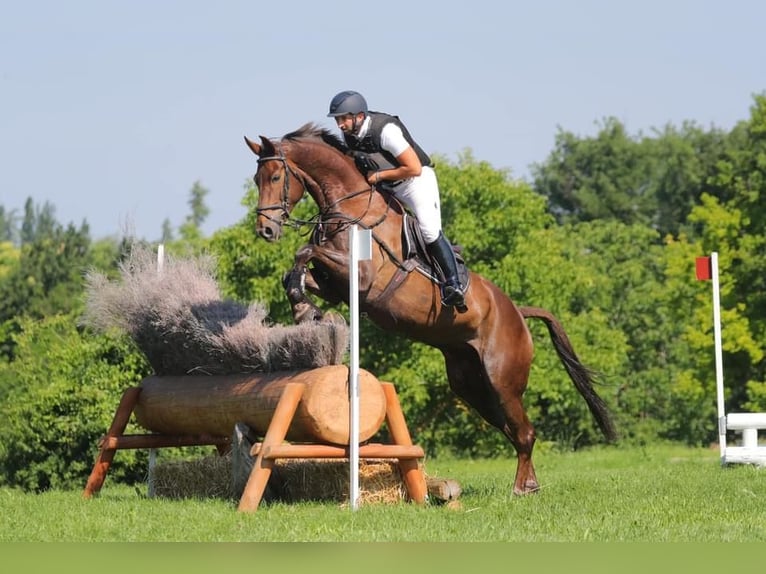 Irish Sport Horse Gelding 12 years 17 hh Chestnut in Sant&#39;Ilario Di Baganza