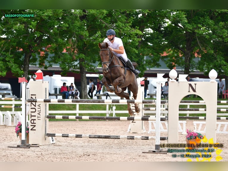 Irish Sport Horse Gelding 12 years 17 hh Chestnut in Sant&#39;Ilario Di Baganza