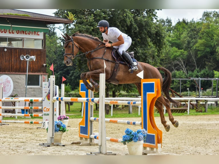 Irish Sport Horse Gelding 12 years 17 hh Chestnut in Sant&#39;Ilario Di Baganza