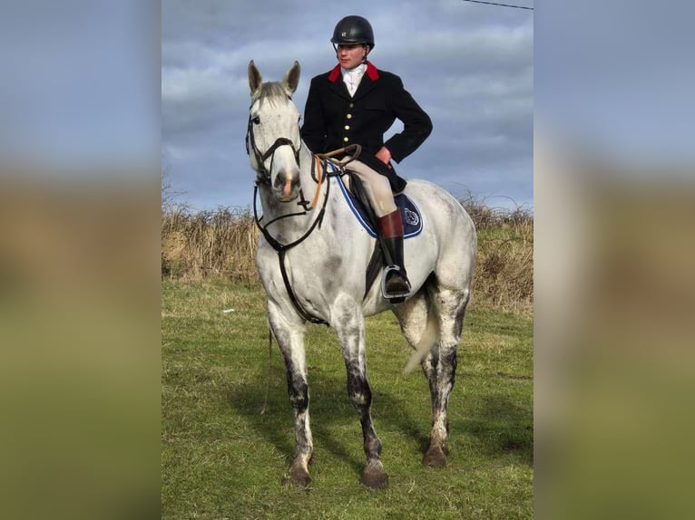 Irish Sport Horse Gelding 12 years 17 hh Gray-Dapple in Sligo