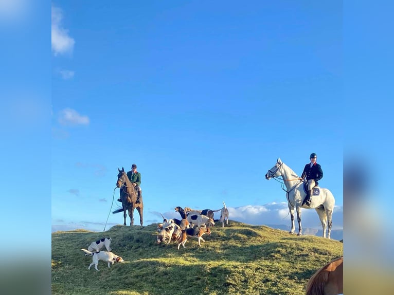 Irish Sport Horse Gelding 12 years 17 hh Gray-Dapple in Sligo