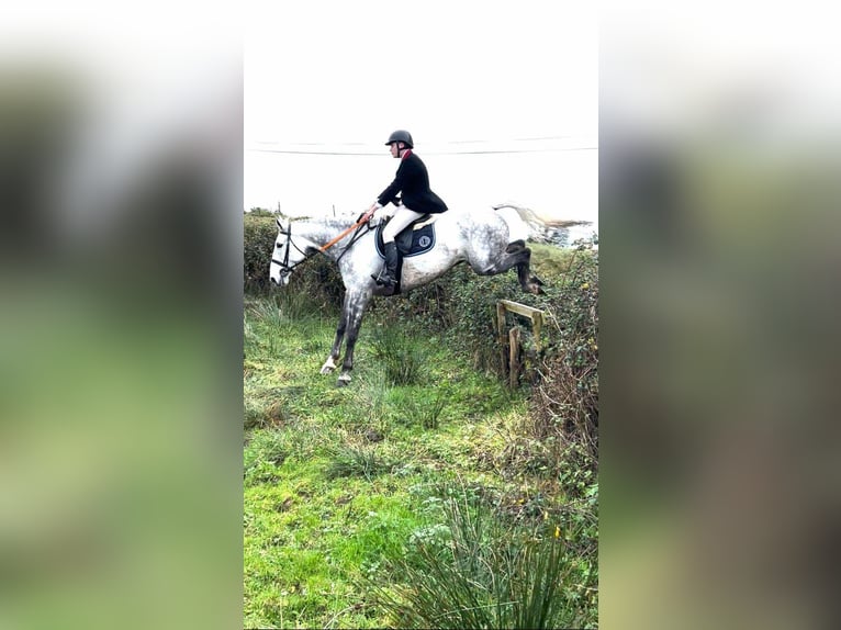 Irish Sport Horse Gelding 12 years 17 hh Gray-Dapple in Sligo