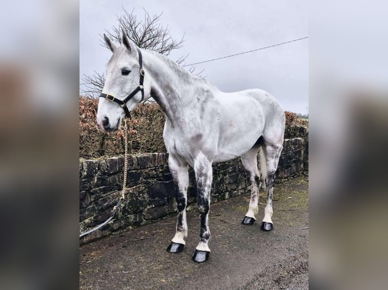 Irish Sport Horse Gelding 12 years 17 hh Gray-Dapple in Sligo