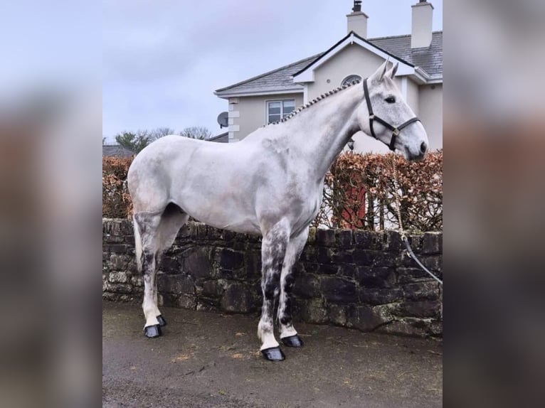 Irish Sport Horse Gelding 12 years 17 hh Gray-Dapple in Sligo