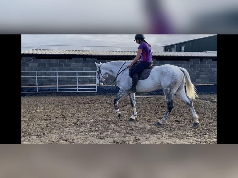 Irish Sport Horse Gelding 12 years 17 hh Gray-Dapple in Sligo