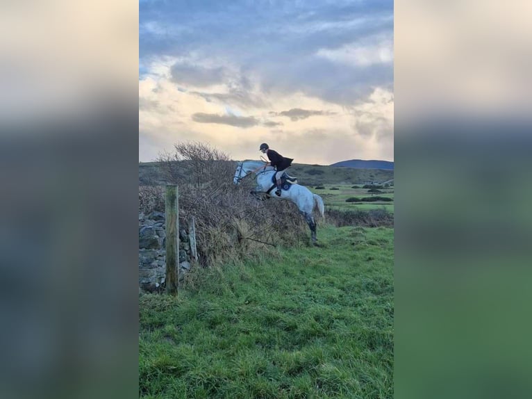 Irish Sport Horse Gelding 12 years 17 hh Gray-Dapple in Sligo