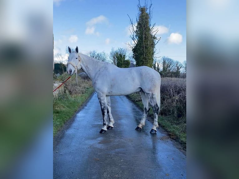 Irish Sport Horse Gelding 12 years 17 hh Gray-Dapple in Sligo