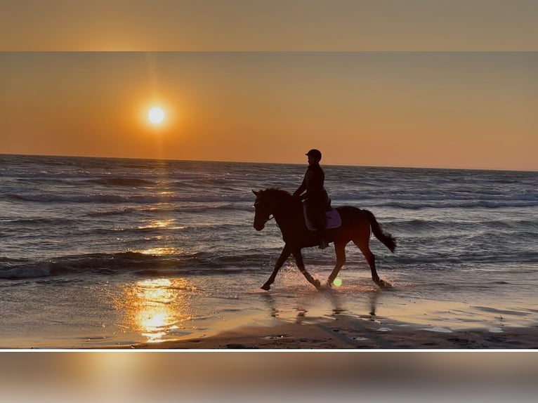 Irish Sport Horse Gelding 13 years 14,1 hh Black in Nehms