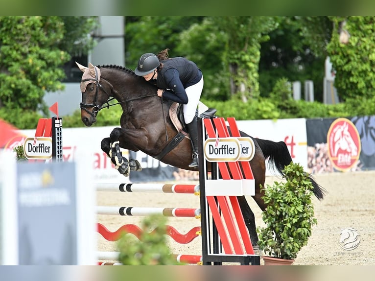 Irish Sport Horse Gelding 13 years 16 hh Bay-Dark in Seewalchen