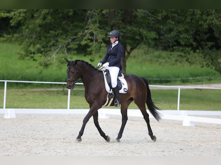 Irish Sport Horse Gelding 13 years 16 hh Bay-Dark in Seewalchen