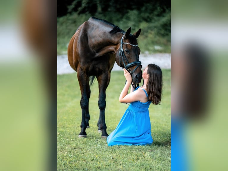 Irish Sport Horse Gelding 13 years 16 hh Bay-Dark in Seewalchen