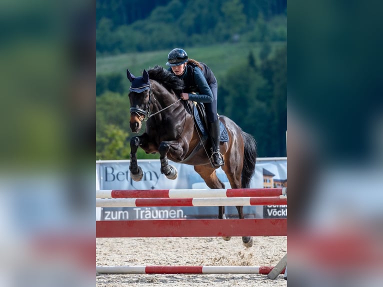 Irish Sport Horse Gelding 13 years 16 hh Bay-Dark in Seewalchen