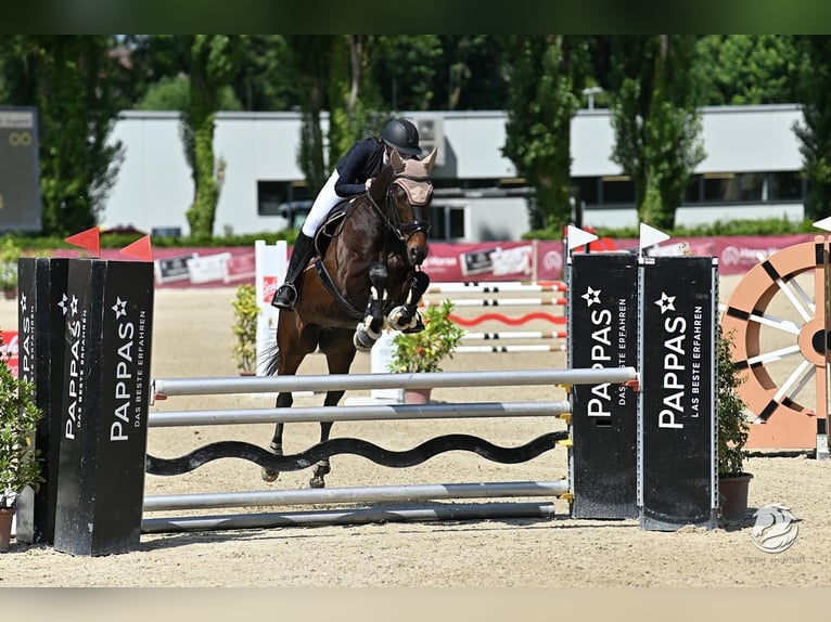 Irish Sport Horse Gelding 13 years 16 hh Bay-Dark in Seewalchen