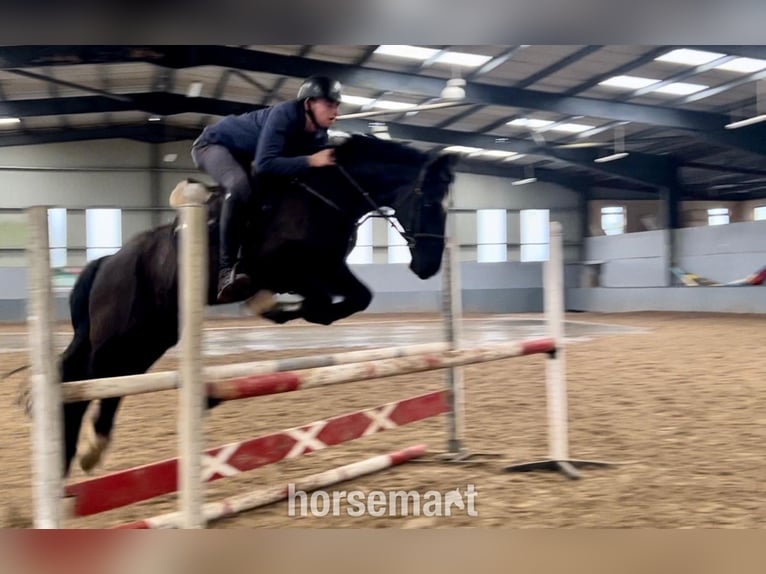 Irish Sport Horse Gelding 13 years 16 hh Black in Knock