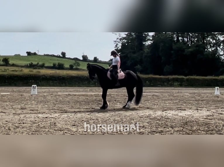 Irish Sport Horse Gelding 13 years 16 hh Black in Knock