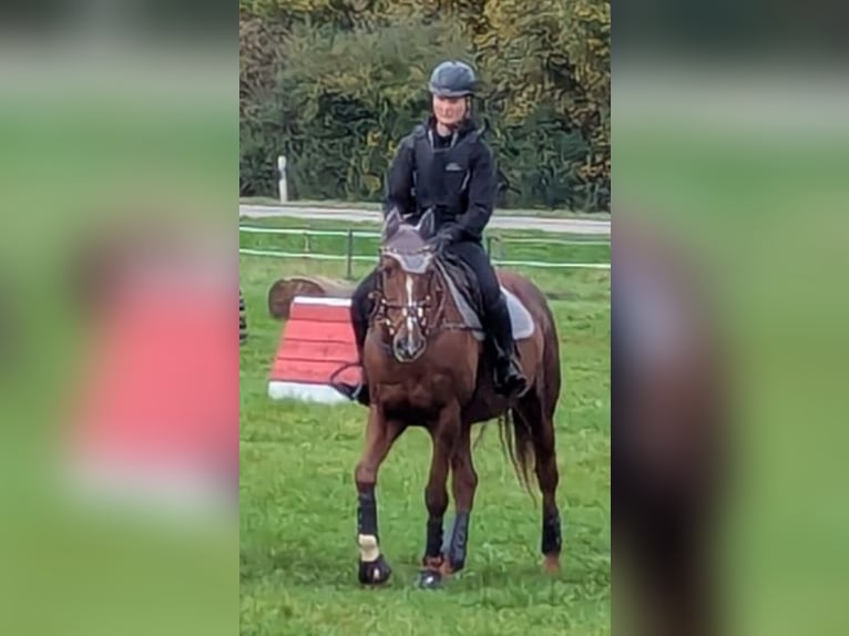 Irish Sport Horse Gelding 13 years 16 hh Chestnut-Red in Ehingen an der Donau