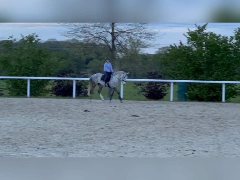 Irish Sport Horse Gelding 13 years 16 hh Grey-Dapple in Werne