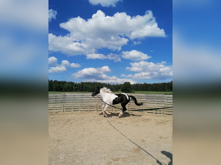 Irish Sport Horse Gelding 14 years 16,2 hh Pinto in Heidenheim an der Brenz