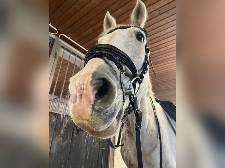 Irish Sport Horse Gelding 14 years 16 hh Brown Falb mold in Viernheim