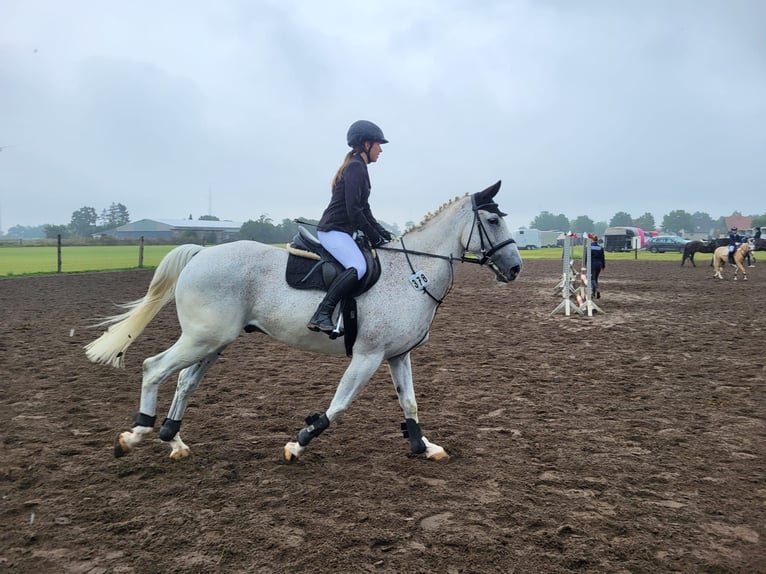 Irish Sport Horse Gelding 14 years 16 hh Grey-Fleabitten in Sarstedt