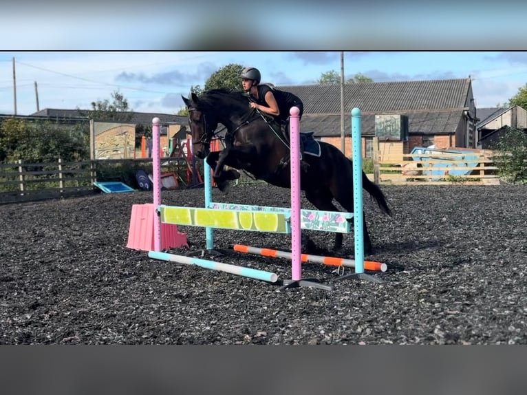 Irish Sport Horse Gelding 14 years 16,2 hh Bay in london
