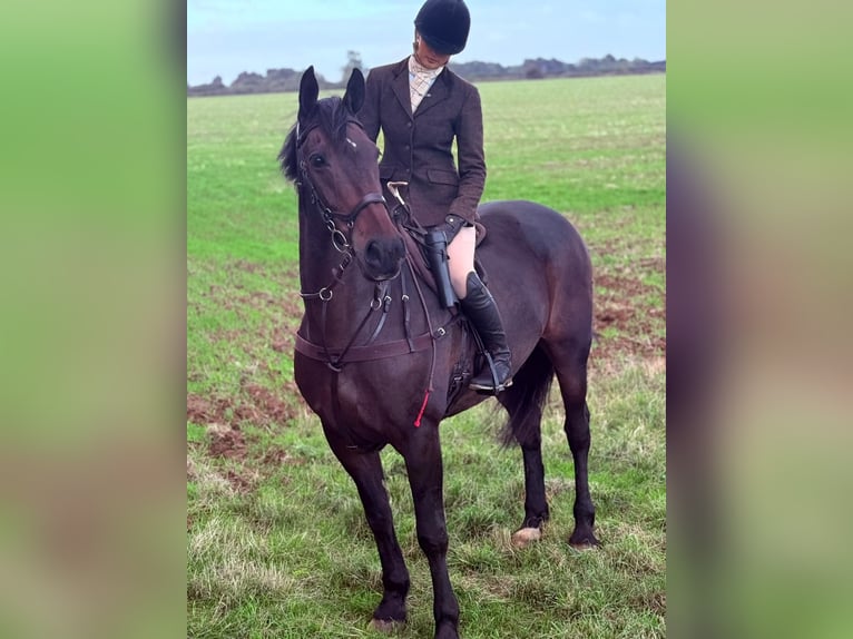 Irish Sport Horse Gelding 14 years 16,2 hh Bay in london