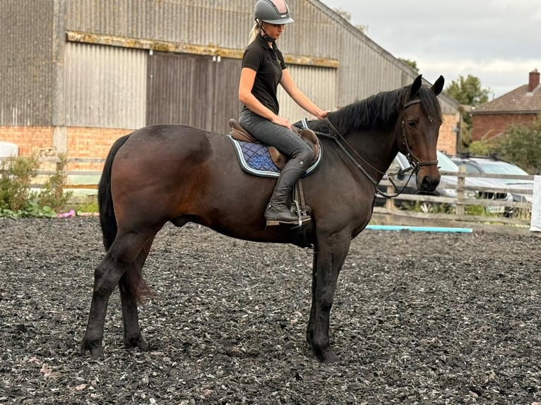 Irish Sport Horse Gelding 14 years 16,2 hh Bay in london