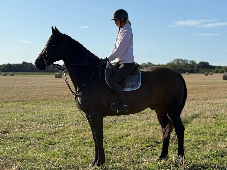 Irish Sport Horse Gelding 14 years 16,2 hh Bay in london