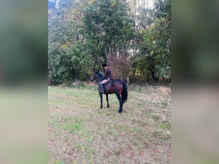 Irish Sport Horse Gelding 14 years 16,2 hh Bay in london