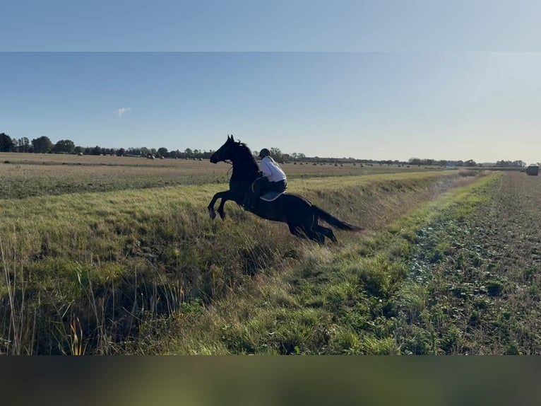 Irish Sport Horse Gelding 14 years 16,2 hh Bay in london