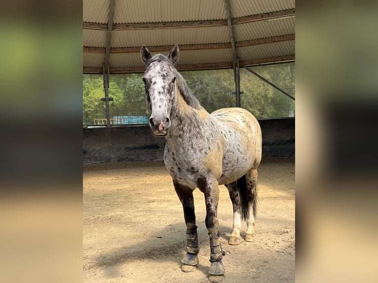 Irish Sport Horse Gelding 15 years 14,2 hh Leopard-Piebald in Düsseldorf