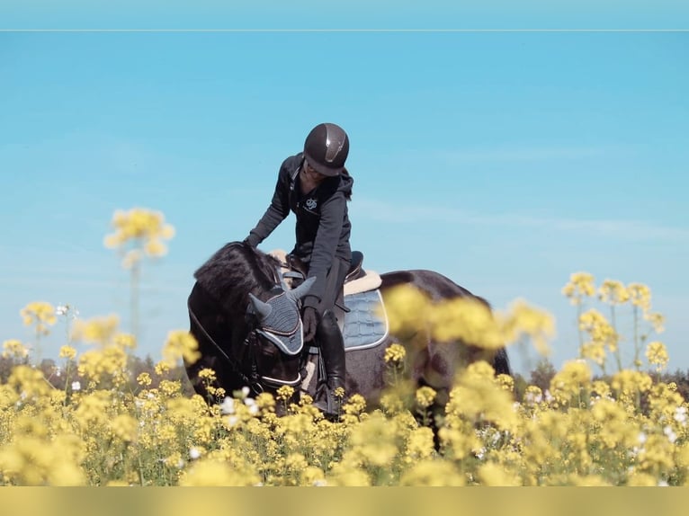 Irish Sport Horse Gelding 15 years 16 hh Black in Ibbenbüren