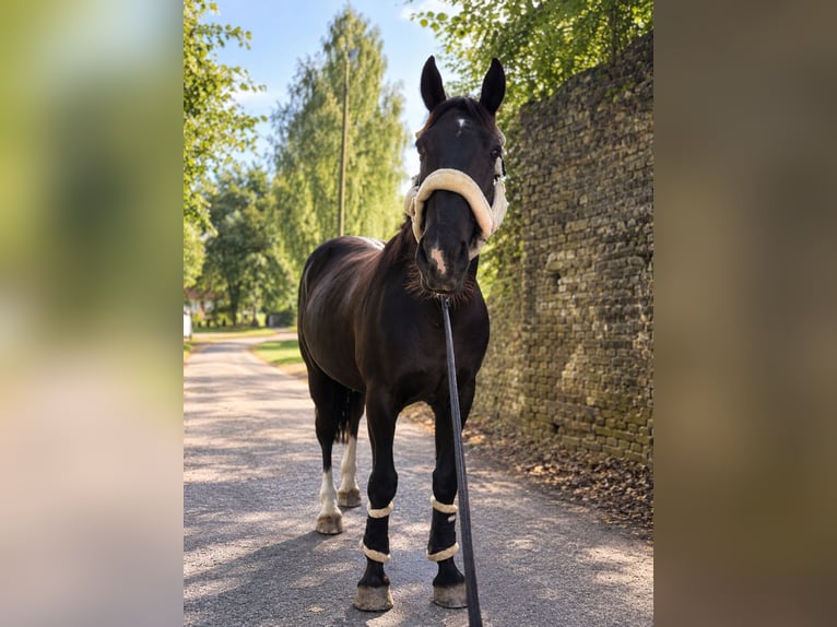 Irish Sport Horse Gelding 15 years 16 hh Black in Ibbenbüren