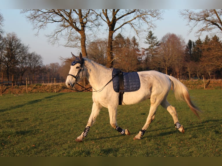 Irish Sport Horse Gelding 15 years 16 hh Grey in Rhauderfehn
