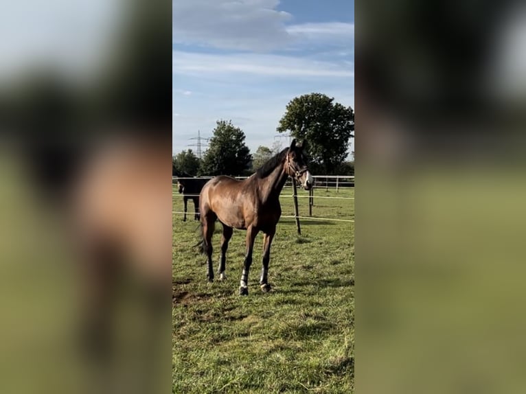 Irish Sport Horse Gelding 15 years 16,1 hh Brown in Moosach