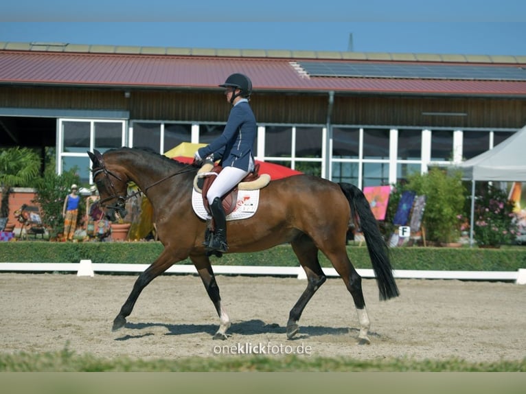 Irish Sport Horse Gelding 15 years 16,1 hh Brown in Moosach