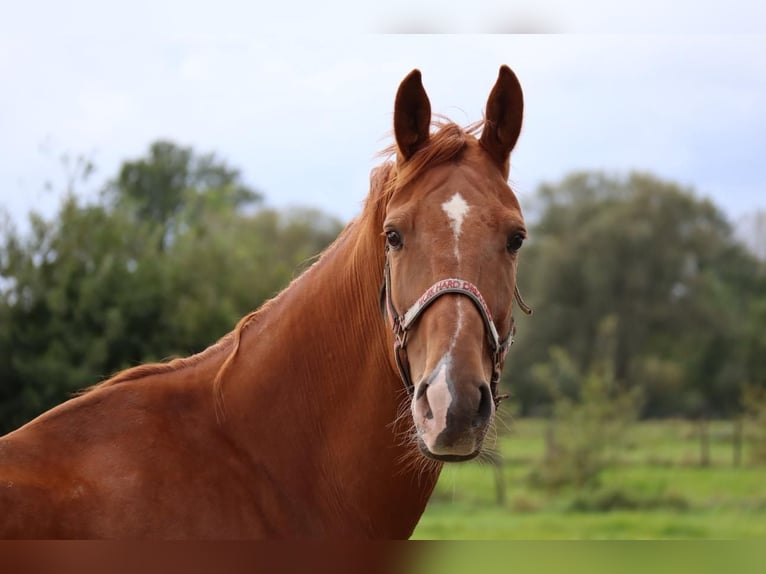 Irish Sport Horse Gelding 15 years 17.2 hh Chestnut-Red in Putte