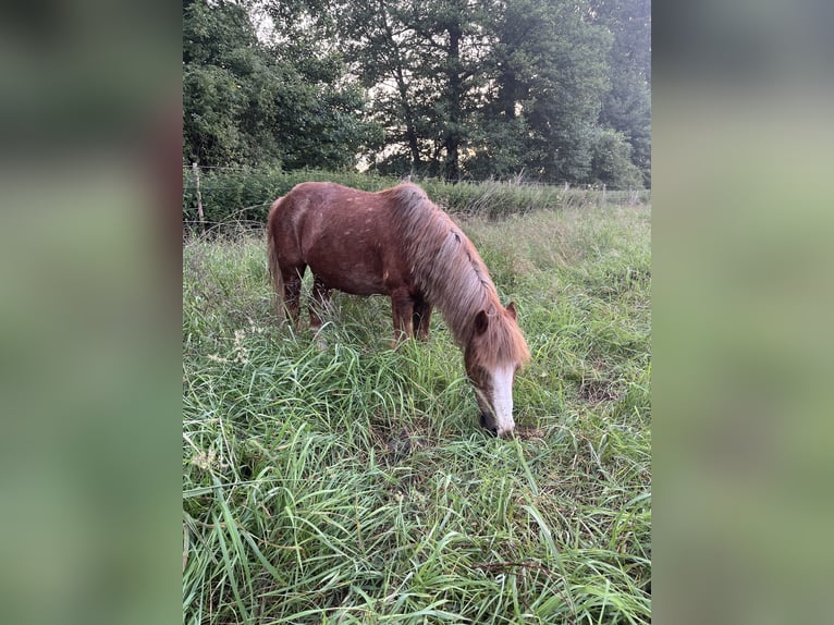 Irish Sport Horse Mix Gelding 16 years 11.1 hh Chestnut-Red in Wedemark