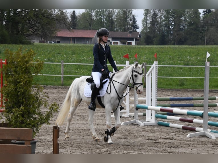 Irish Sport Horse Gelding 16 years 13,2 hh Gray in Warngau
