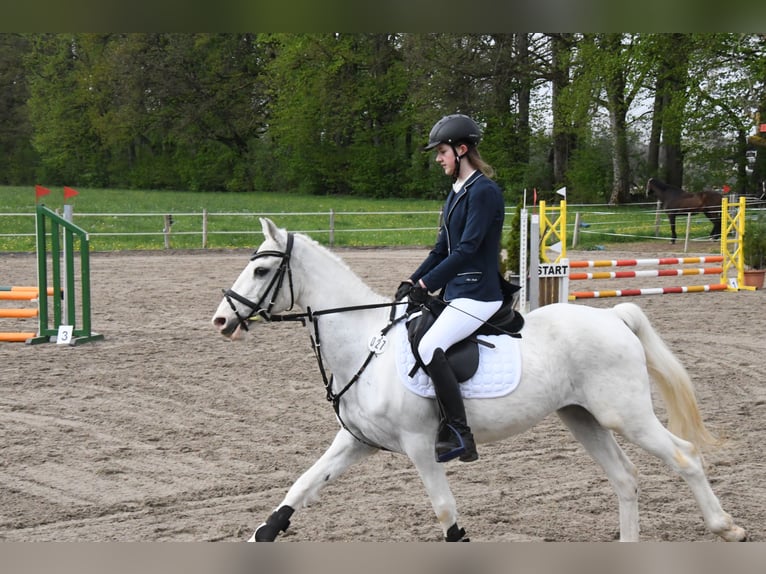 Irish Sport Horse Gelding 16 years 13,2 hh Gray in Warngau