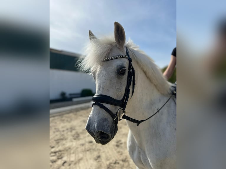 Irish Sport Horse Mix Gelding 16 years 14 hh Gray in Lübeck