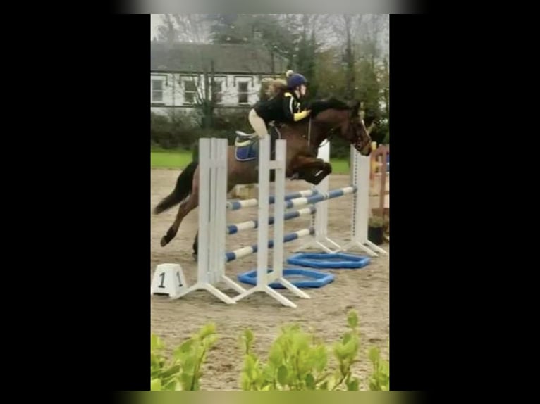 Irish Sport Horse Gelding 16 years 14,2 hh Brown in Mountrath