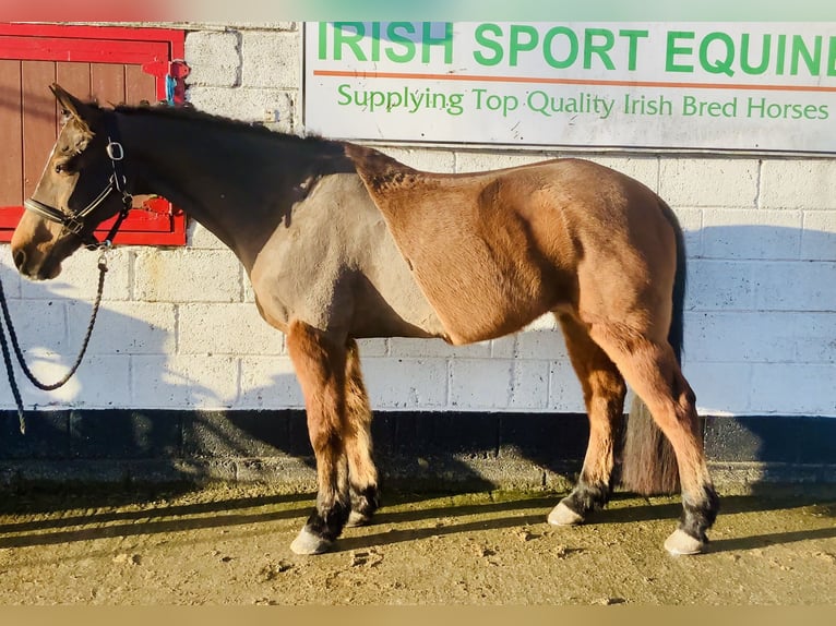 Irish Sport Horse Gelding 16 years 14,2 hh Brown in Mountrath